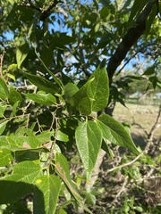 Celtis reticulata