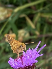 Polites peckius