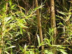 Phyllostachys aurea