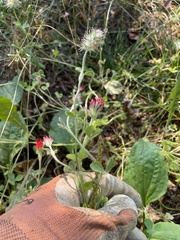 Trifolium incarnatum