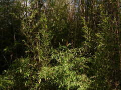Phyllostachys aurea