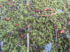 Syntrichia ruralis