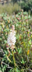 Bulbinella cauda-felis