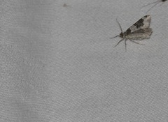 Xanthorhoe fluctuata