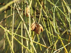 Retama monosperma
