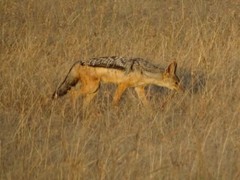 Lupulella mesomelas schmidti