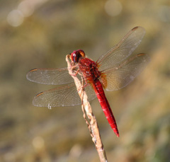 Crocothemis erythraea
