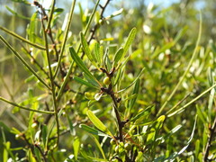 Rhamnus oleoides