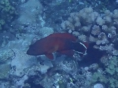 Cephalopholis urodeta