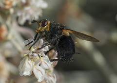 Tachinini