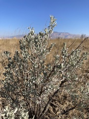 Artemisia tridentata