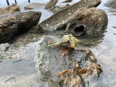 Clibanarius vittatus