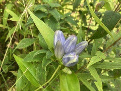 Gentiana andrewsii