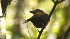 Ramphocelus bresilius