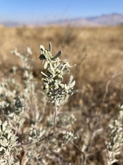 Artemisia tridentata