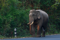 Elephas maximus indicus