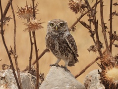 Athene noctua