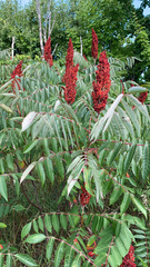 Rhus typhina