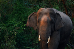 Elephas maximus indicus