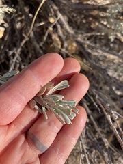 Artemisia tridentata