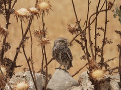 Athene noctua