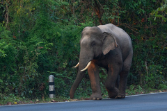 Elephas maximus indicus