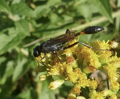 Ammophila