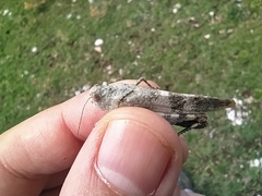 Oedipoda germanica