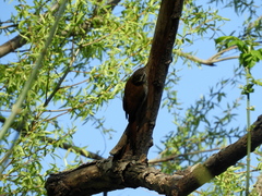 Lepidocolaptes angustirostris