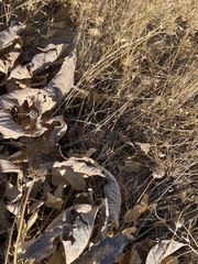 Crotalus oreganus oreganus