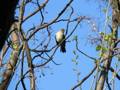 Turdus amaurochalinus
