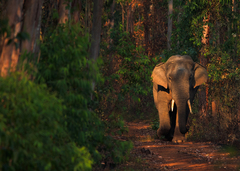 Elephas maximus indicus
