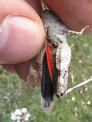 Oedipoda germanica