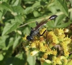 Ammophila