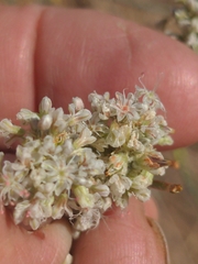 Eriogonum elatum
