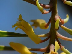 Persoonia falcata