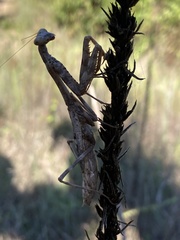 Stagmomantis