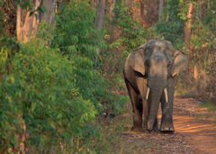 Elephas maximus indicus
