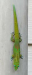 Phelsuma laticauda