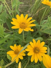 Heliopsis