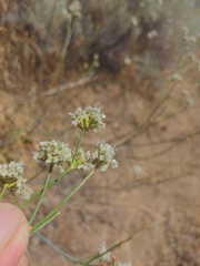 Eriogonum elatum