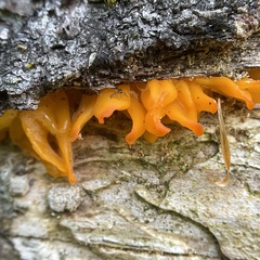 Dacrymyces chrysospermus