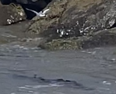 Arenaria melanocephala