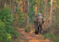 Elephas maximus indicus