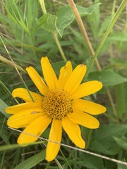 Heliopsis