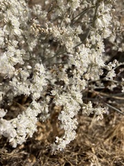 Eriogonum niveum