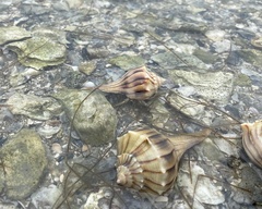 Clibanarius vittatus