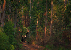Elephas maximus indicus