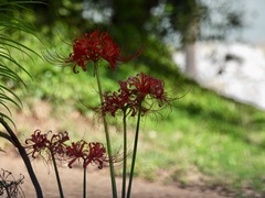 Lycoris radiata