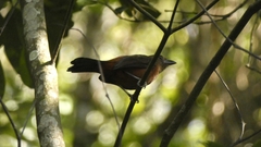 Ramphocelus bresilius